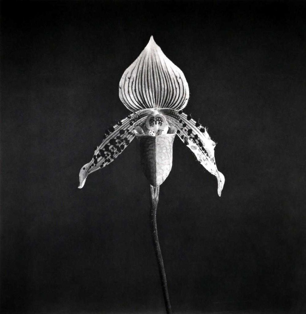 رابرت مپل‌تورپ و عکاسی از گل ها 1 
