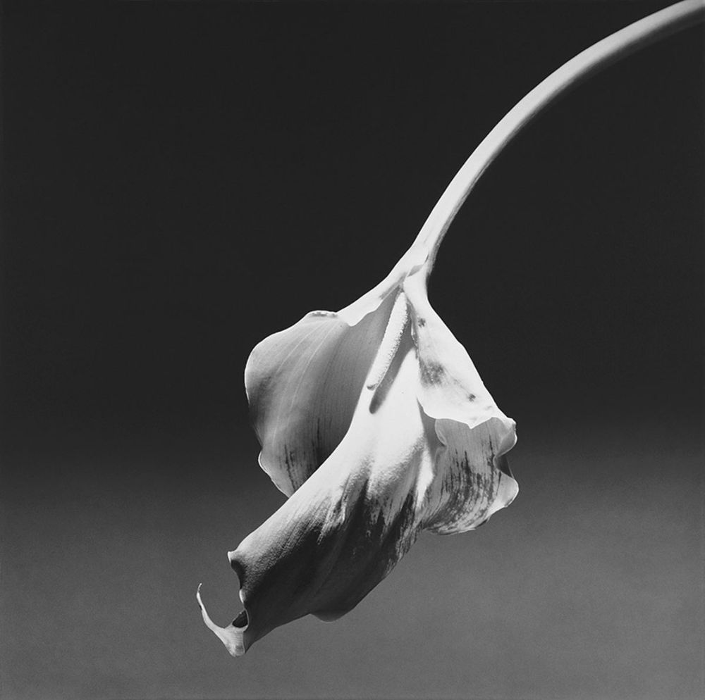 رابرت مپل‌تورپ و عکاسی از گل ها