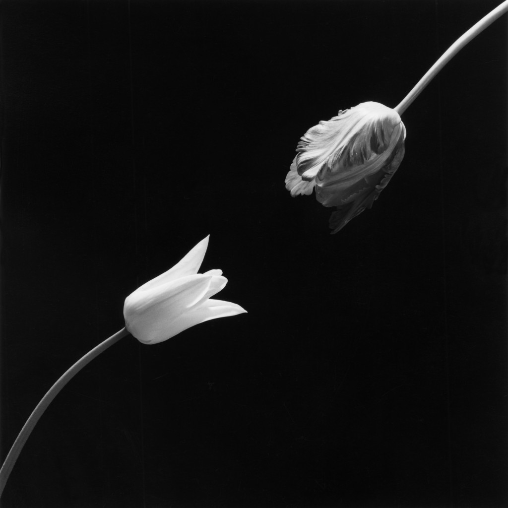 رابرت مپل‌تورپ و عکاسی از گل ها 3 